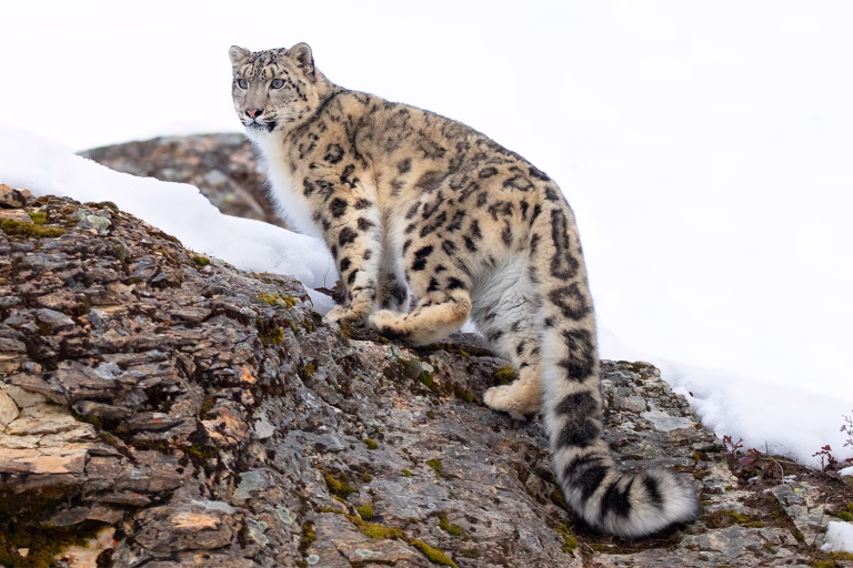 snow_leopard_2-768x512