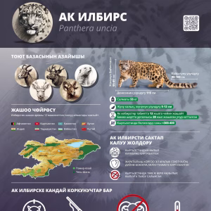 CAMCA Species Poster - Snow Leopard - Russian