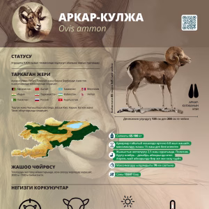 CAMCA Species Poster - Argali - Russian