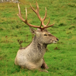 CMS: POW Bukhara Deer - English & Russian