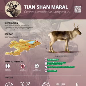 CAMCA Species Poster - Tian Shan Maral - English