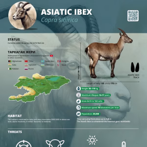 CAMCA Species Poster - Asiatic Ibex - English