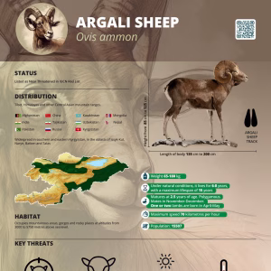 CAMCA Species Poster - Argali - English
