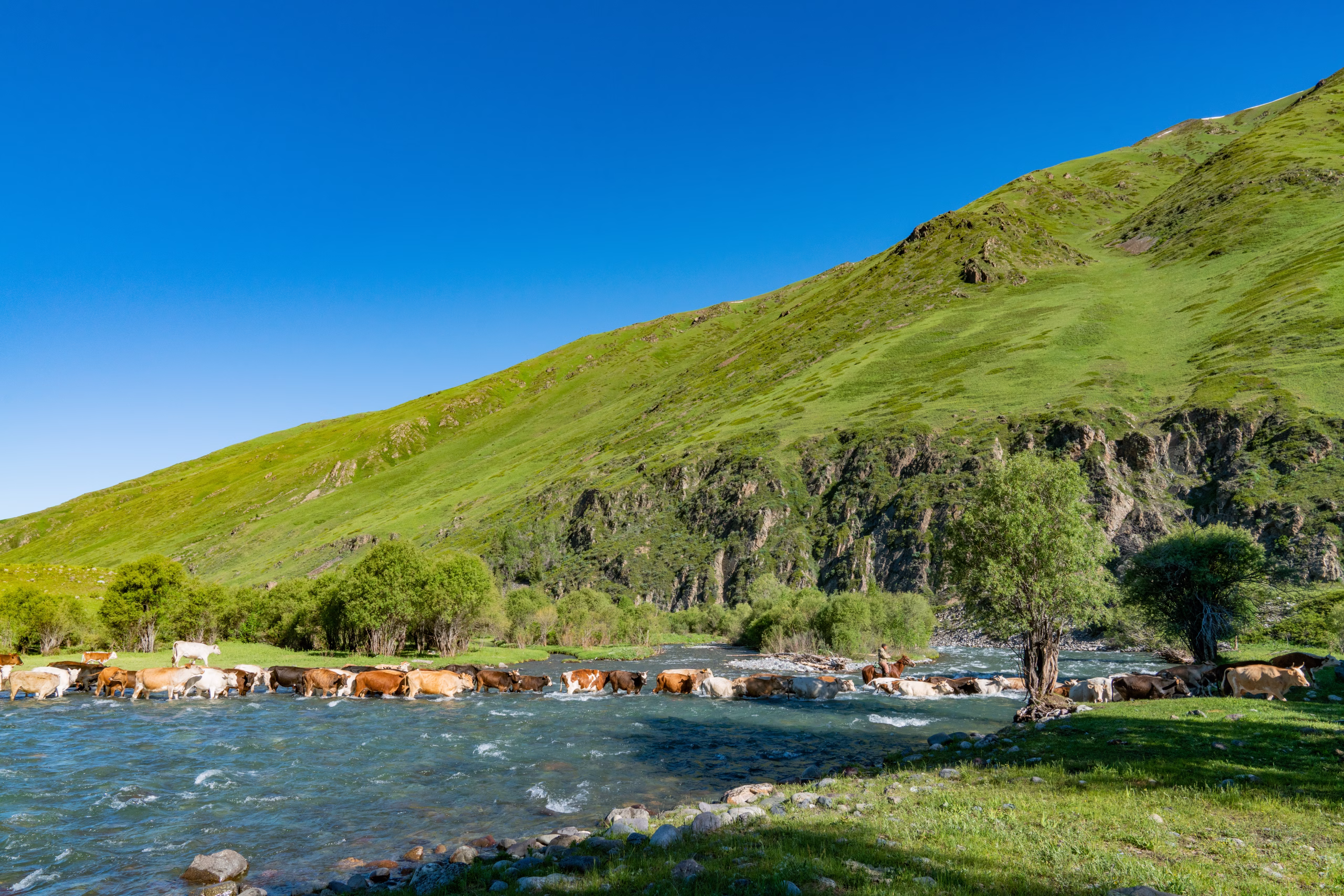 Livestock in Zhongar Alatau State National Natural Park